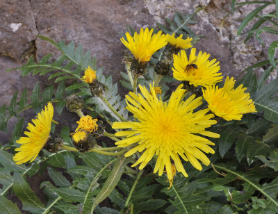 Sonchus hierrensis. Close-up.2.jpg