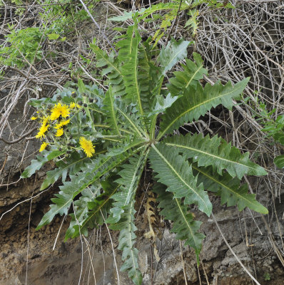 Sonchus hierrensis.jpg