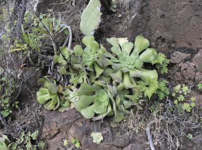 Aeonium canariensis.jpg