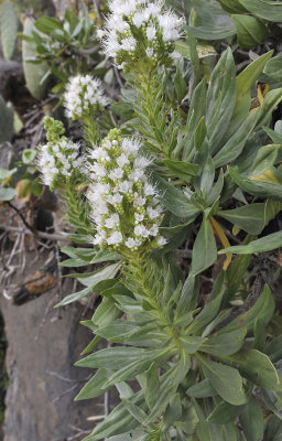 Echium breviarme. Closer.3.jpg