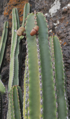 Euphorbia canariensis in fruit.jpg