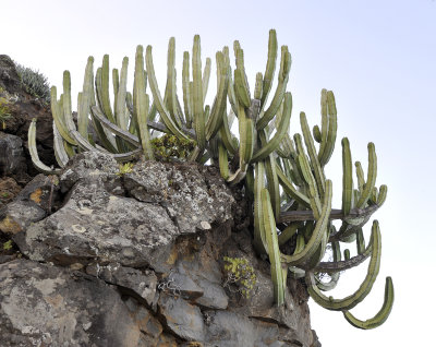 Euphorbia canariensis.jpg
