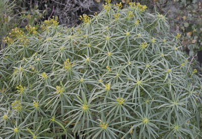 Euphorbia lamarckii.jpg