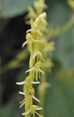 Habenaria tridactilite