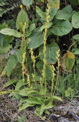 Habenaria tridactilite