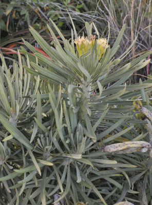 Kleinia neriifolia. Closer.2.jpg