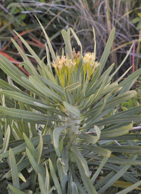Kleinia neriifolia. Closer.jpg