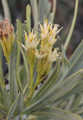 Kleinia neriifolia. Close-up.2.jpg