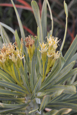 Kleinia neriifolia. Close-up.jpg