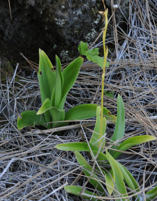 Orchis mascula and Habenaria.jpg