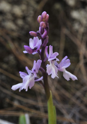 Orchis mascula. Closer.3.jpg