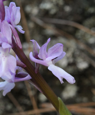 Orchis mascula. Close-up.jpg