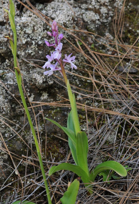 Orchis mascula.2.jpg