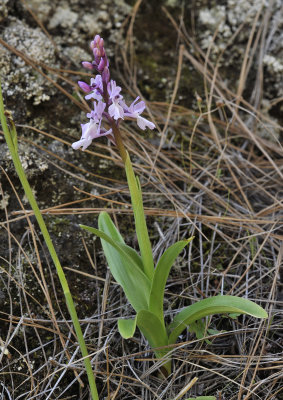 Orchis mascula.3.jpg