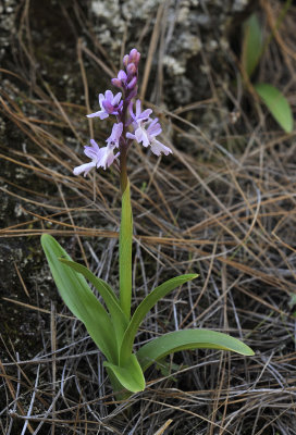Orchis mascula.4.jpg