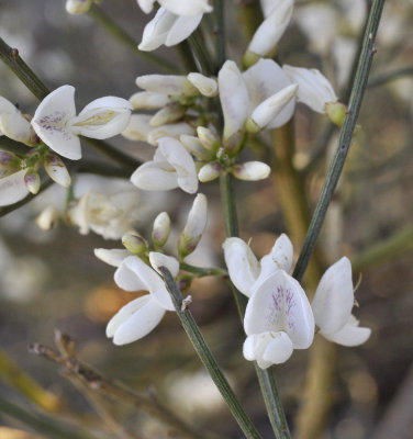 Retama rhodorhizoides