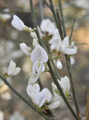 Retama rhodorhizoides. Close-up.jpg