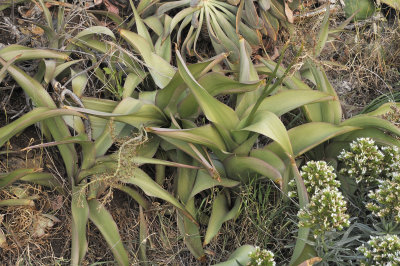 Scilla latifolia