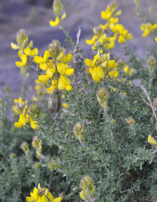 Adenocarpus foliolosus