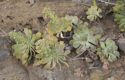 Aeonium davidbramwellii.jpg