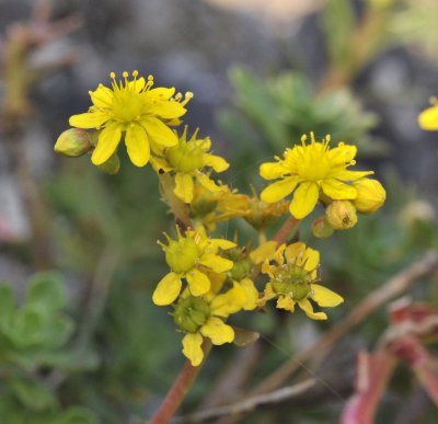 Aeonium spathulatum. Closer.jpg