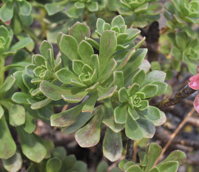 Aeonium spathulatum. Close-up foliage.jpg