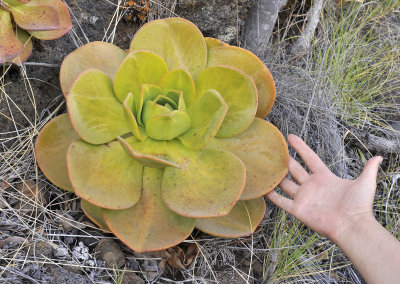 Aeonium nobile. With hand.jpg