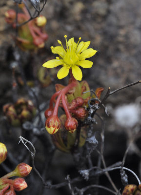 Aeonium sedifolium. Close-up.2.jpg