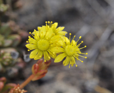 Aeonium sedifolium. Close-up.3.jpg