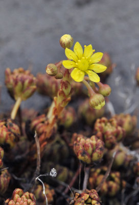 Aeonium sedifolium. Close-up.4.jpg