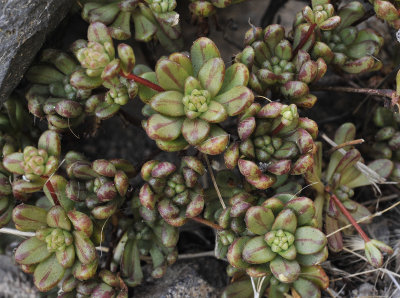 Aeonium sedifolium. Foliage.jpg