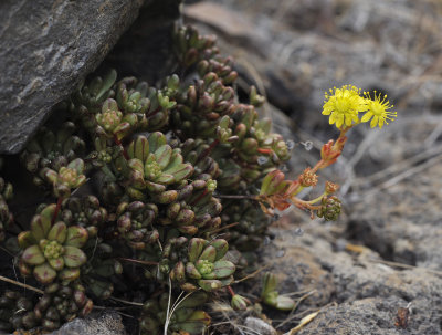 Aeonium sedifolium.4.jpg