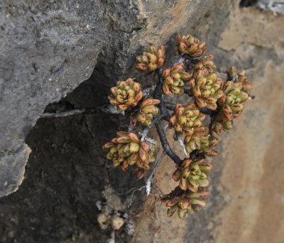 Aeonium sedifolium.jpg