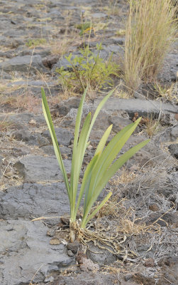 Pancratium canariense.jpg