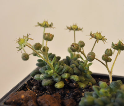 Monanthes brachycaulos.3.jpg