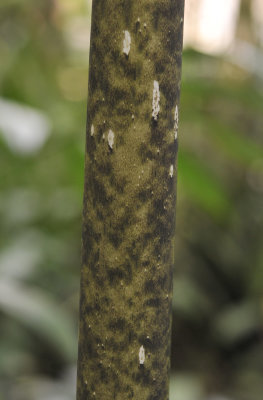 Amorphophallus asper. Stem detail.jpg