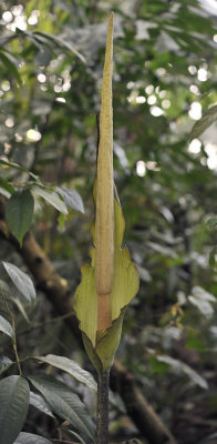 Amorphophallus asper.3.jpg