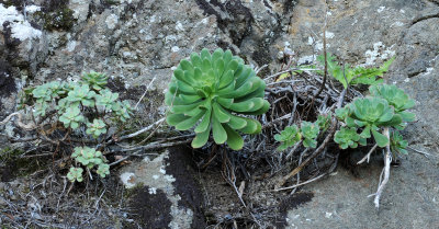 Aeonium hybrid.jpg