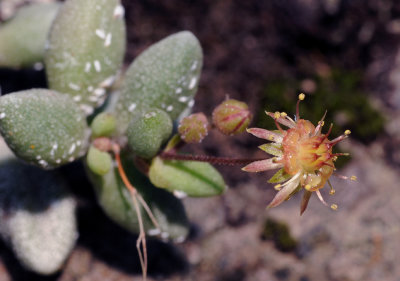 Monanthes laxiflora. Close-up.jpg