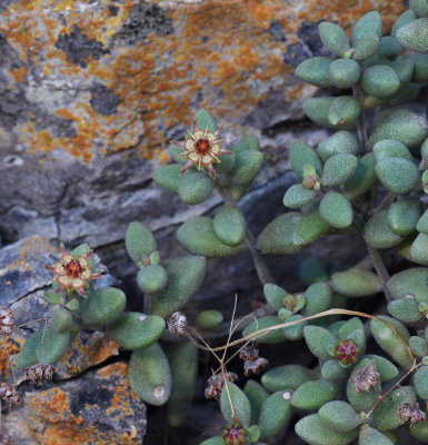 Monanthes laxiflora.2.jpg