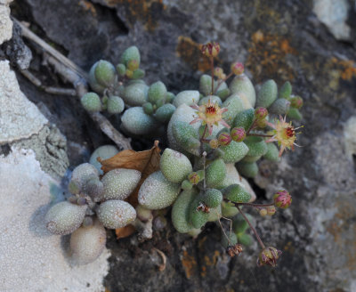 Monanthes laxiflora.3.jpg