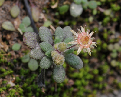 Monanthes sp. Anaga.jpg