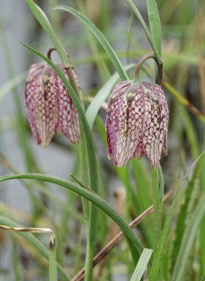 Fritillaria meleagris. Closer.2.jpg