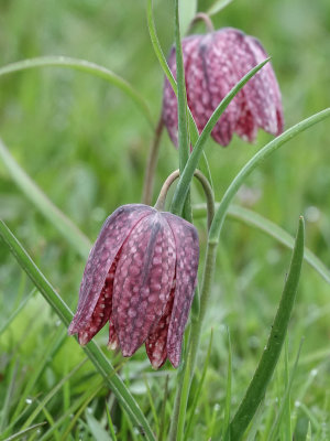 Fritillaria meleagris. Closer.jpg
