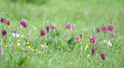 Fritillaria meleagris. In the field.2.jpg