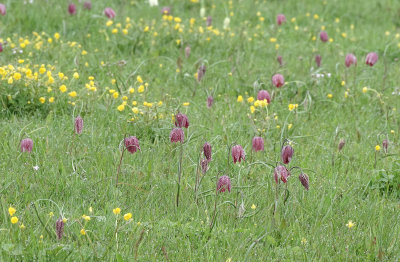 Fritillaria meleagris. In the field.4.jpg
