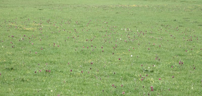 Fritillaria meleagris. In the field.6.jpg