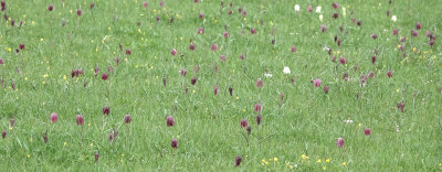 Fritillaria meleagris. In the field.7.jpg