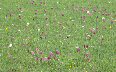 Fritillaria meleagris. In the field.9.jpg
