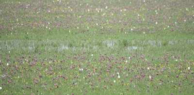 Fritillaria meleagris. In the field.11.jpg